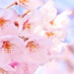 お花見に行く前に知っておきたい！桜の種類とその花言葉は？